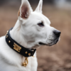 un beau chien blanc avec un collier tendance stylé