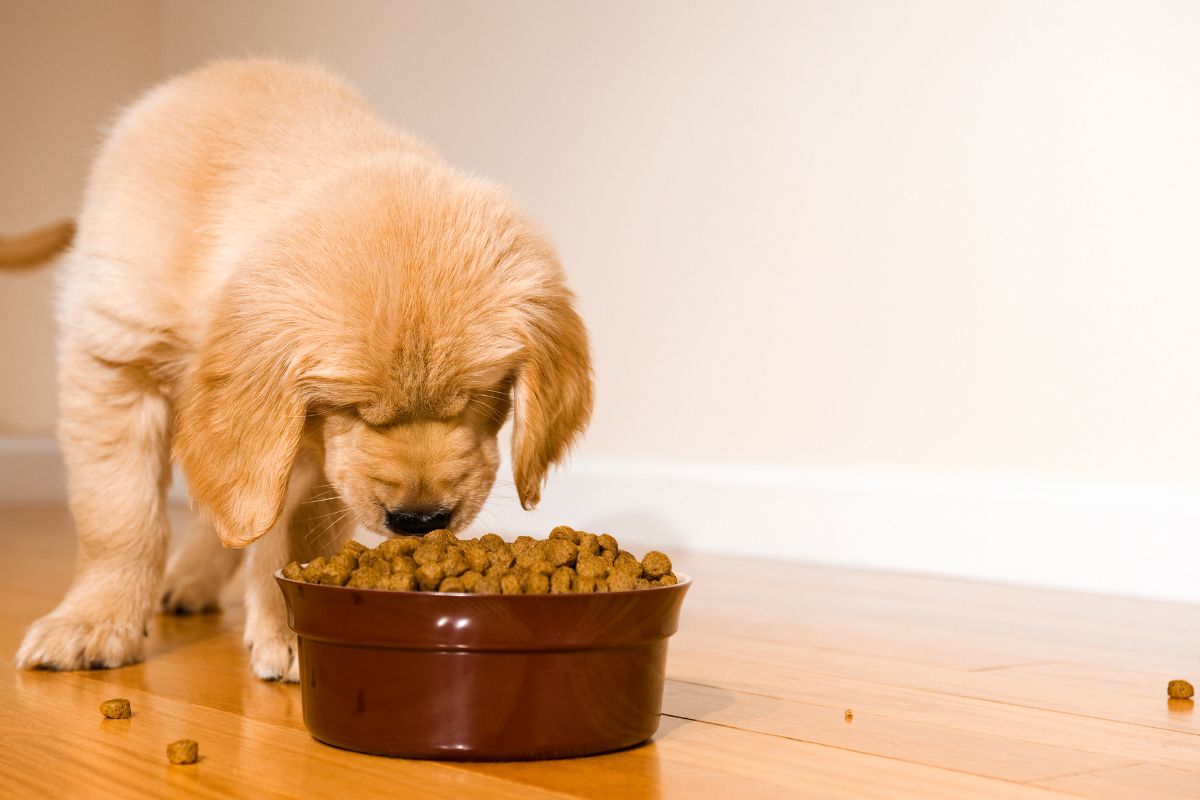 un chiot qui hésite à manger ses croquettes