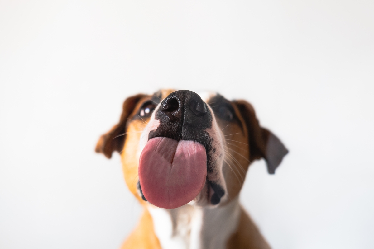 un chien qui tire la langue pour lécher