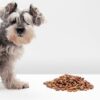 un chien refusant de manger ses croquettes