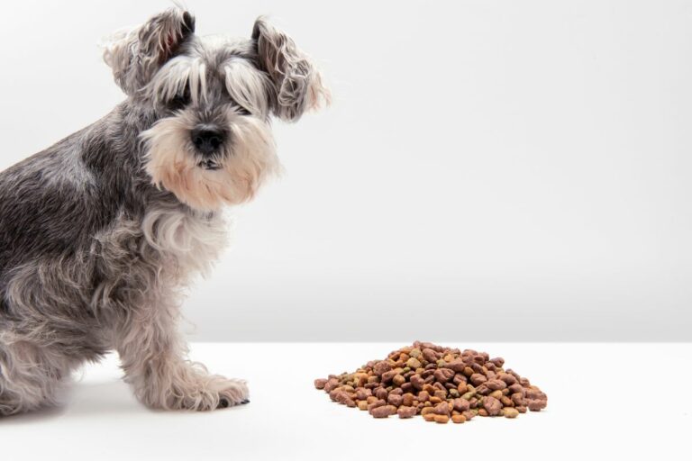 un chien refusant de manger ses croquettes