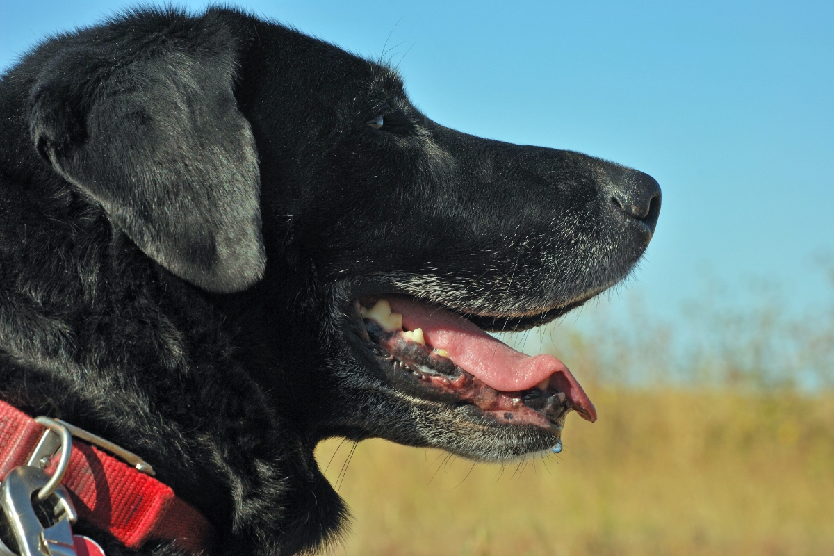 beau chien noir de profil