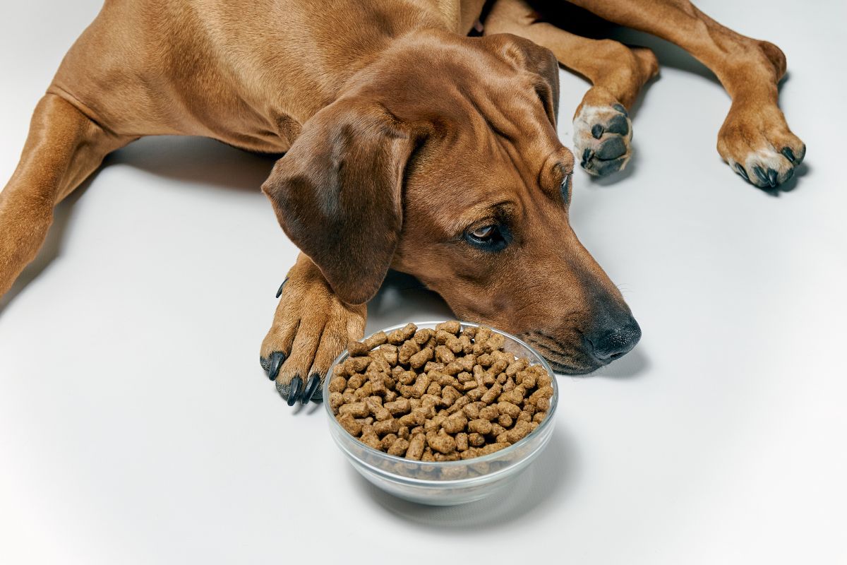 un chien malade à cause de mauvaises croquettes pour chien