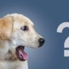 quel est l'age d'un chien question