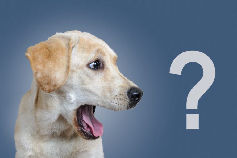 quel est l'age d'un chien question