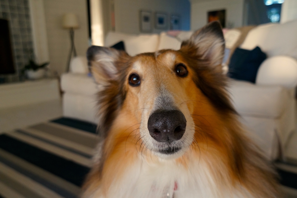 un beau chien gros plan sur son visage