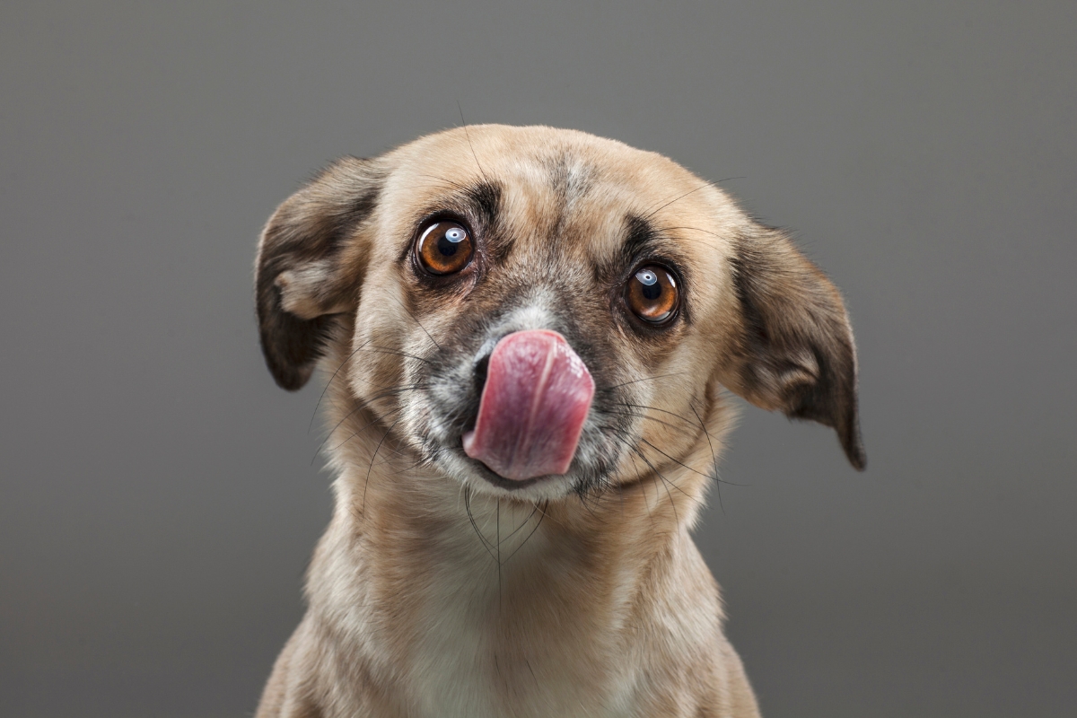 un chien qui tire la langue pour lécher