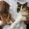 un chien et un chat qui ont fait des bétises