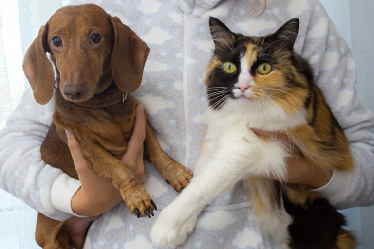 un chien et un chat qui ont fait des bétises