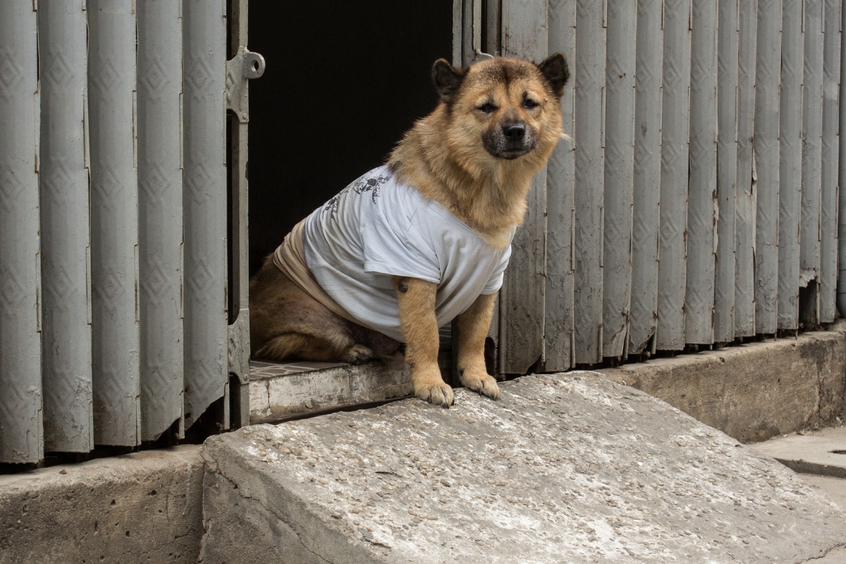 un beau chien dans un body fait avec un t-shirt