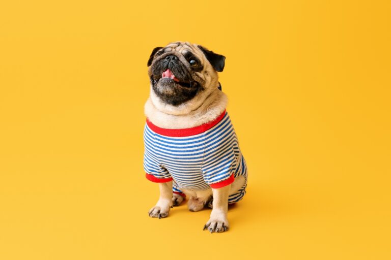 comment faire un body pour chien avec un tee-shirt