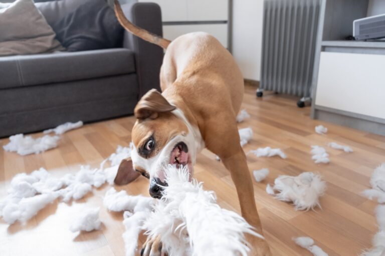 Jusqu'à quel âge un chien détruit